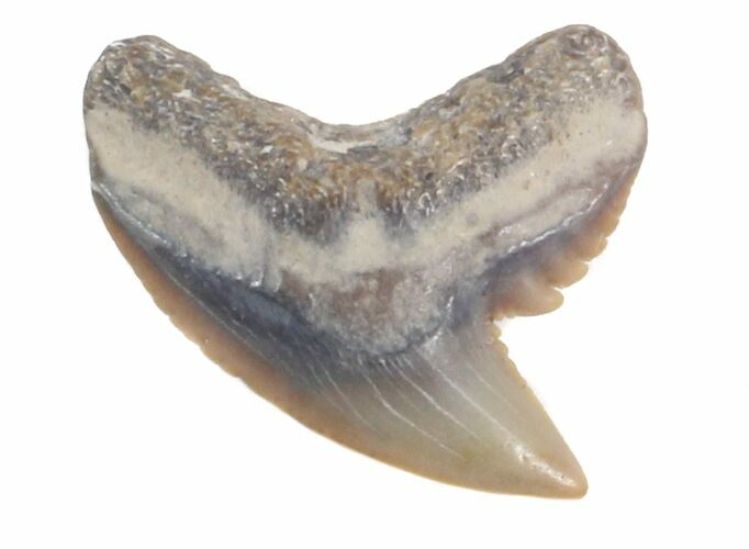 Fossil Tiger Shark Tooth - Florida #40282